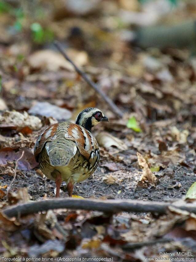 Bar-backed Partridgeadult