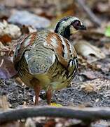 Bar-backed Partridge