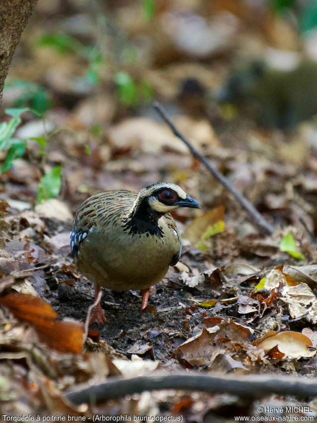 Torquéole à poitrine brune