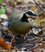 Bar-backed Partridge