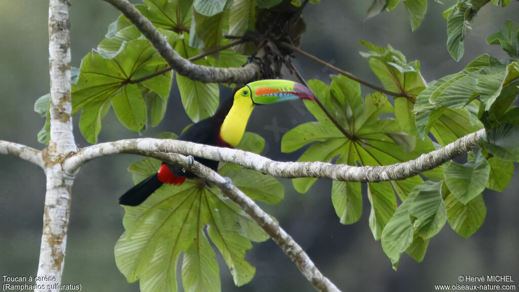 Toucan à carène