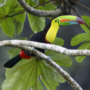 Keel-billed Toucan