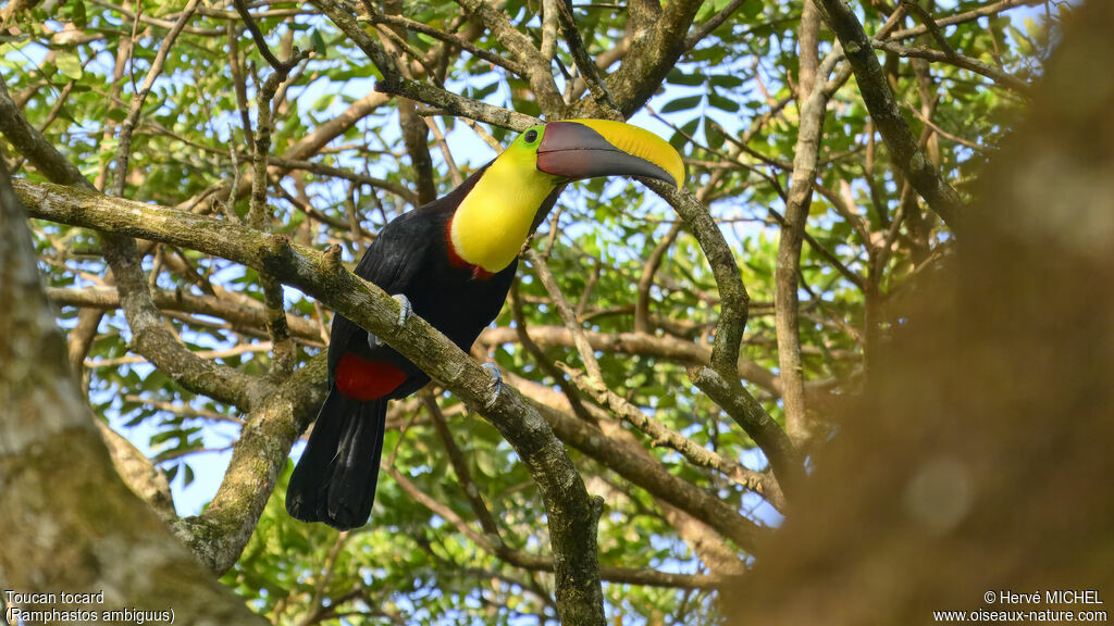 Yellow-throated Toucanadult