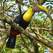 Toucan tocard