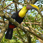 Yellow-throated Toucan