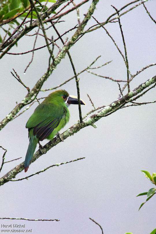 Toucanet à gorge blanche adulte, pigmentation