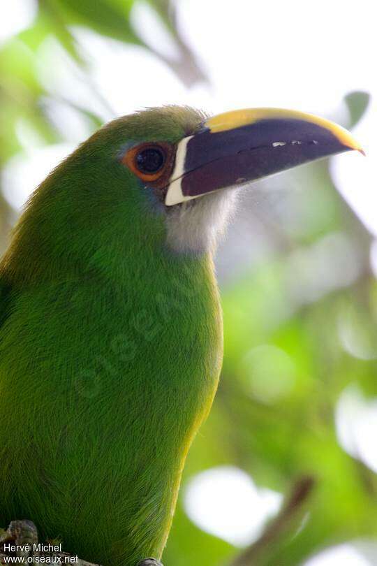 Toucanet à gorge blanche adulte, portrait