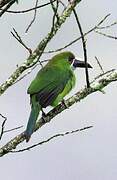 White-throated Toucanet