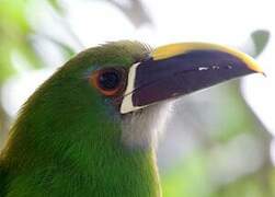 Toucanet des Andes