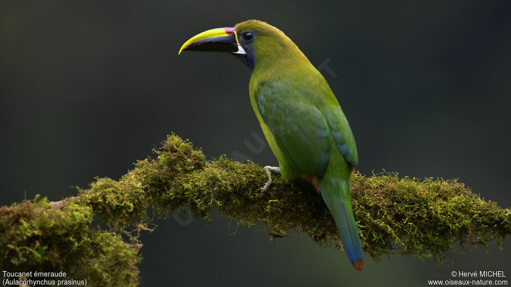 Emerald Toucanet