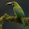 Toucanet émeraude