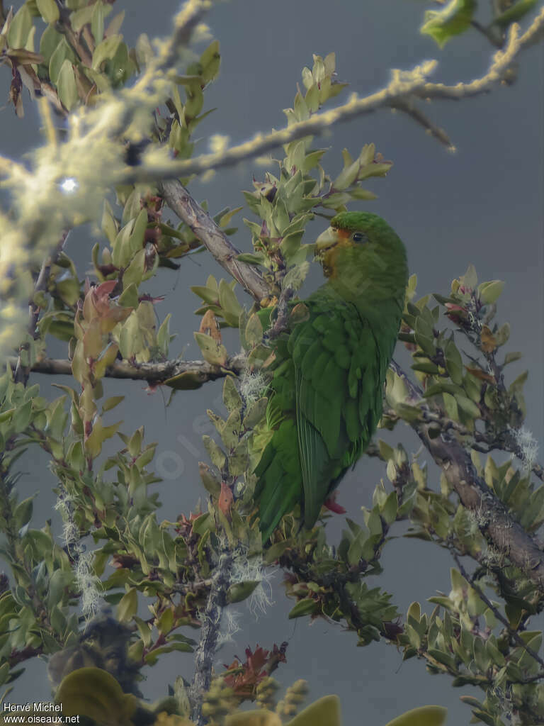 Rufous-fronted Parakeetadult