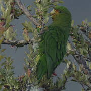 Rufous-fronted Parakeet