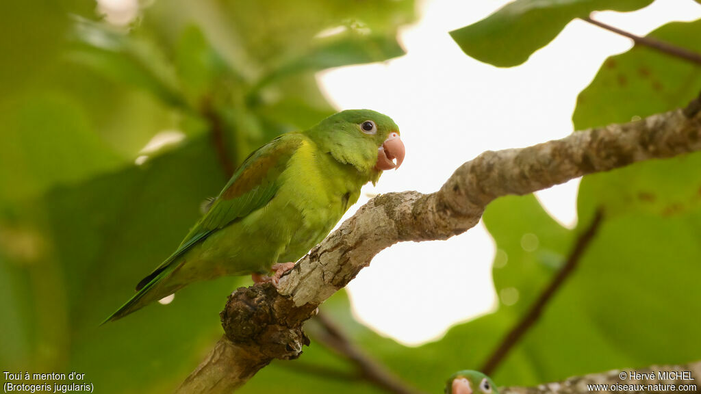 Orange-chinned Parakeet