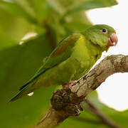 Orange-chinned Parakeet