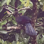 Touraco à huppe splendide