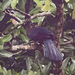 Touraco à huppe splendide