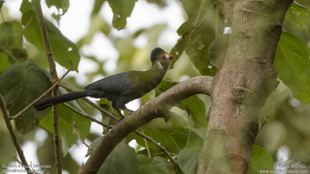 White-cheeked Turaco