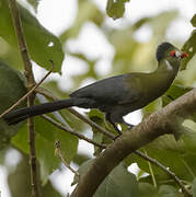 White-cheeked Turaco