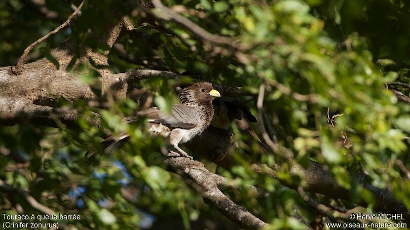 Eastern Plantain-eater