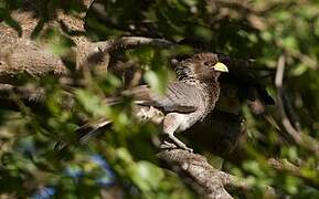 Eastern Plantain-eater