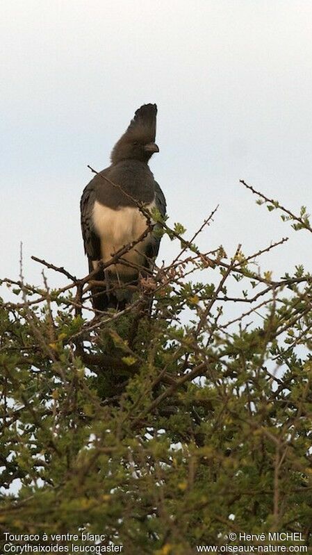 White-bellied Go-away-birdadult