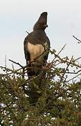 White-bellied Go-away-bird