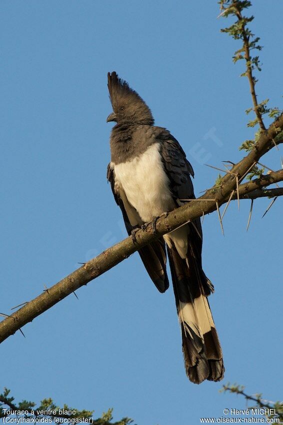 Touraco à ventre blanc, identification