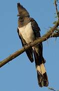 White-bellied Go-away-bird