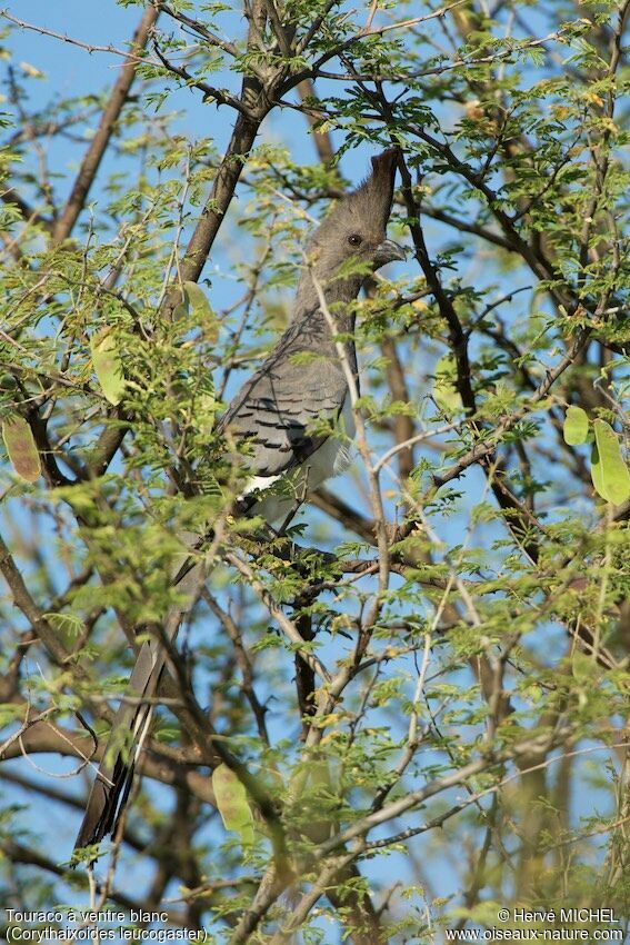 White-bellied Go-away-bird