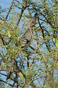 White-bellied Go-away-bird