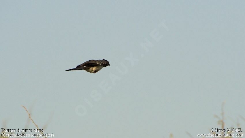 White-bellied Go-away-bird