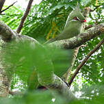 Touraco de Livingstone