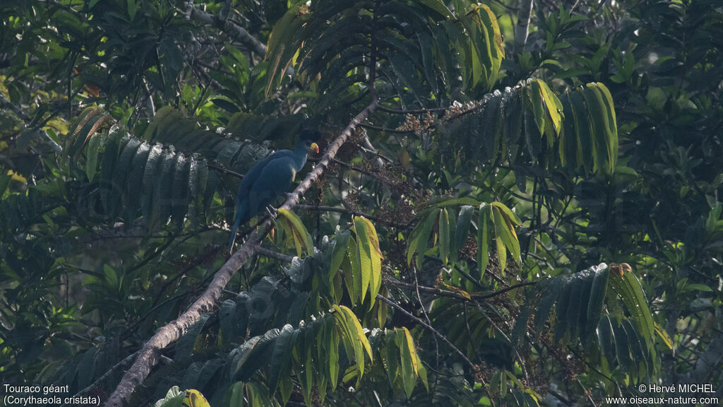 Great Blue Turacoadult