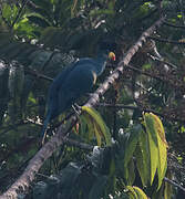 Great Blue Turaco