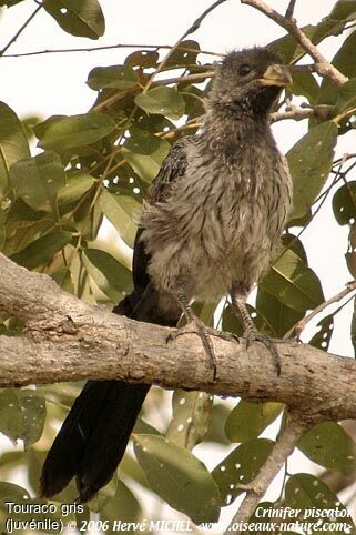 Western Plantain-eater