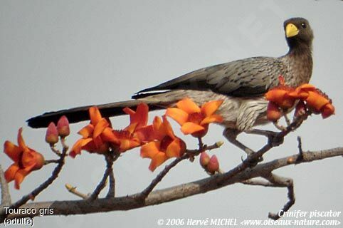 Western Plantain-eater