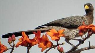 Western Plantain-eater