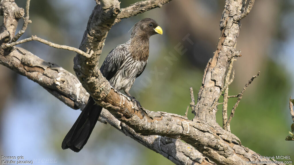 Western Plantain-eater