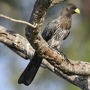 Western Plantain-eater