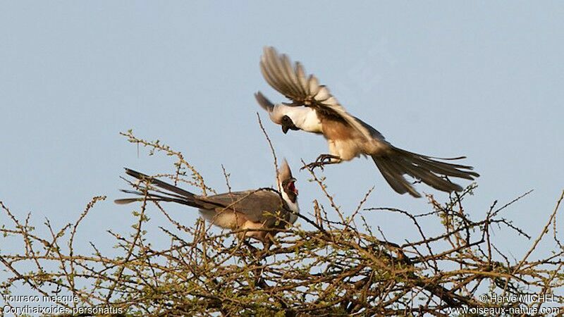 Bare-faced Go-away-bird 