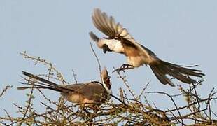 Bare-faced Go-away-bird