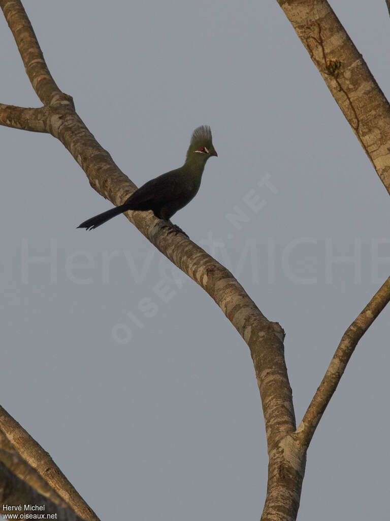 Touraco vertadulte