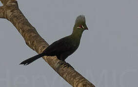 Guinea Turaco