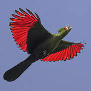 Guinea Turaco