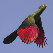 Guinea Turaco