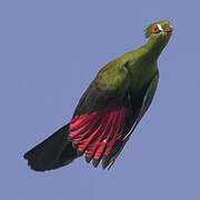 Guinea Turaco