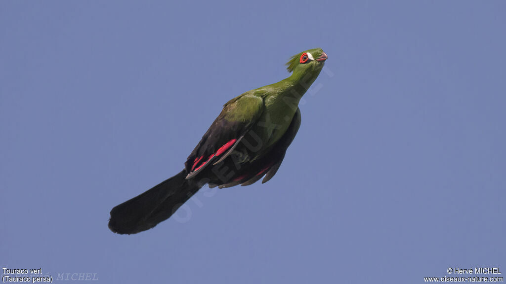 Guinea Turaco