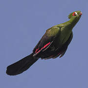 Guinea Turaco