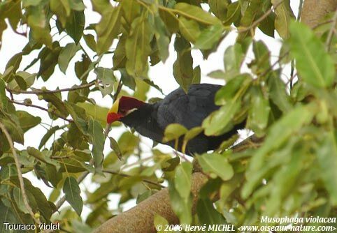 Violet Turaco